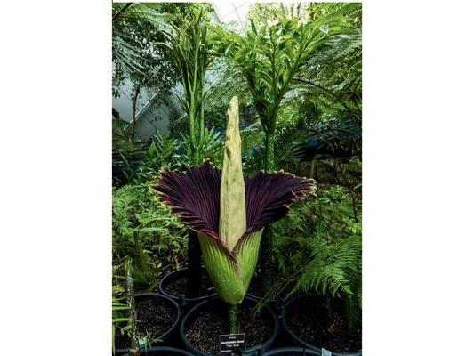 Titan Arum Postcards | Pack of 6
