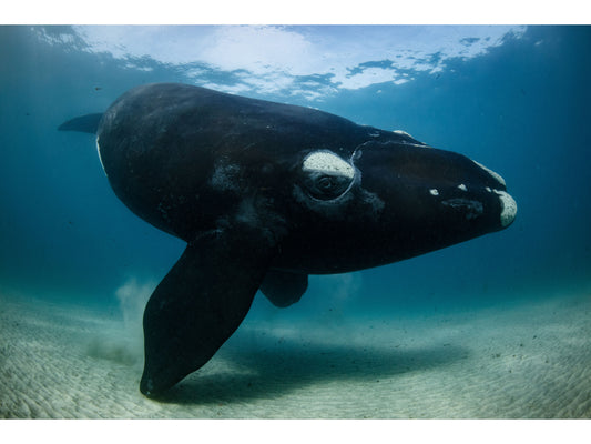 Magnet | Wildlife Photographer of the Year 58