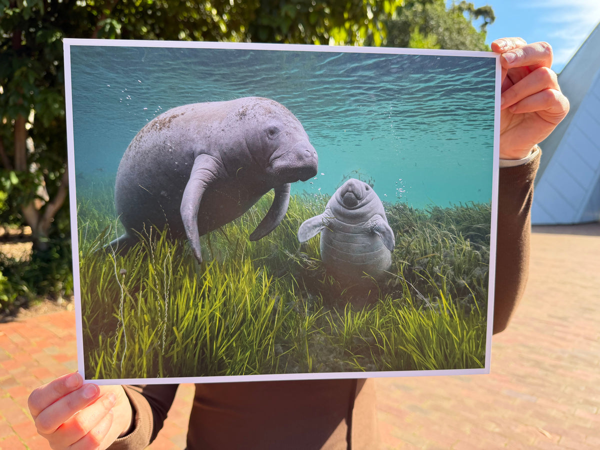 Print | Wildlife Photographer of the Year 60