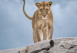 Magnet | Wildlife Photographer of the Year 61
