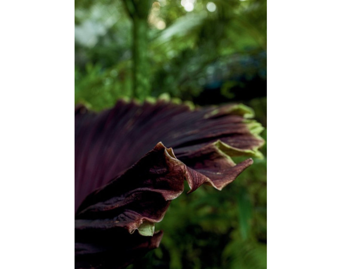 Titan Arum Postcards | Pack of 6