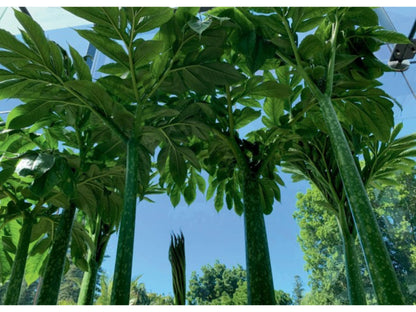 Titan Arum Postcards | Pack of 6