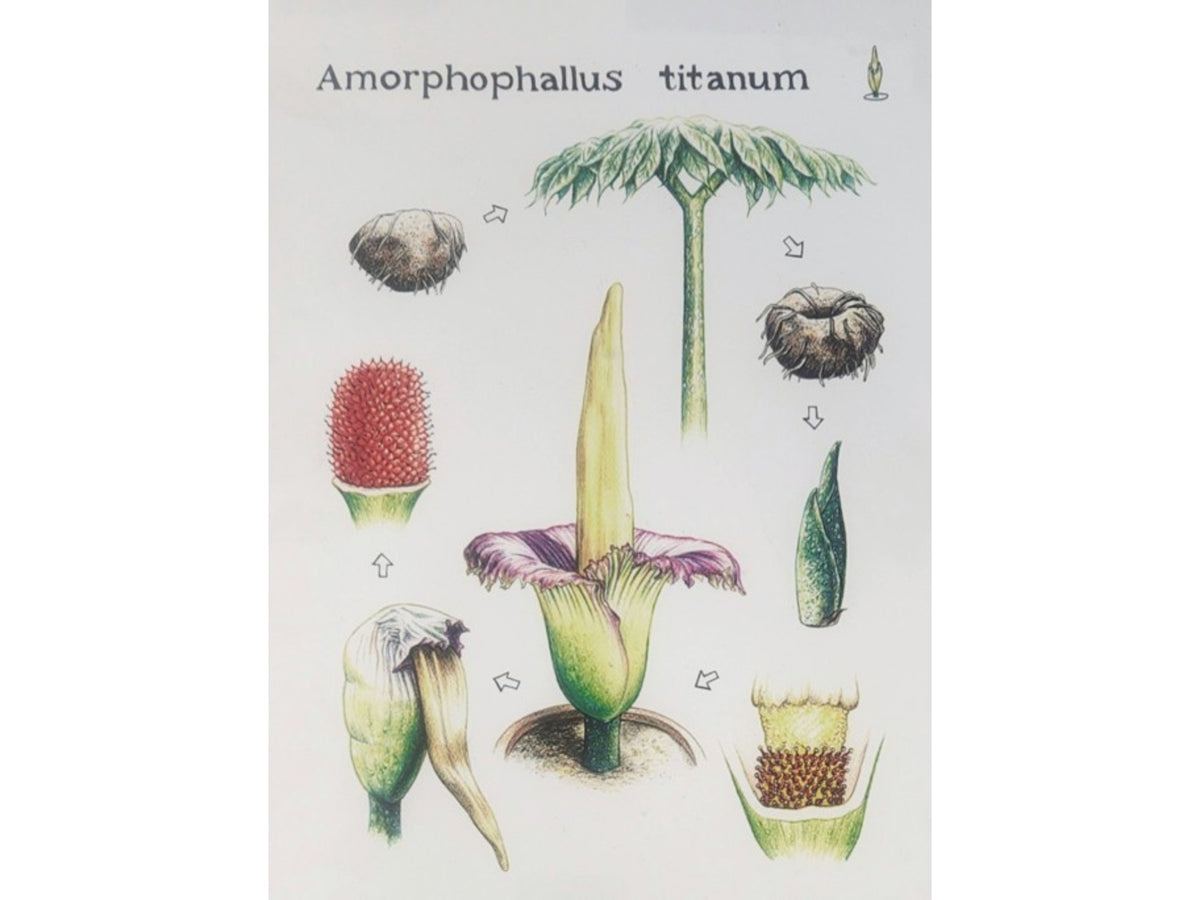 Titan Arum Postcards | Pack of 6