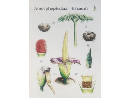 Titan Arum Postcards | Pack of 6