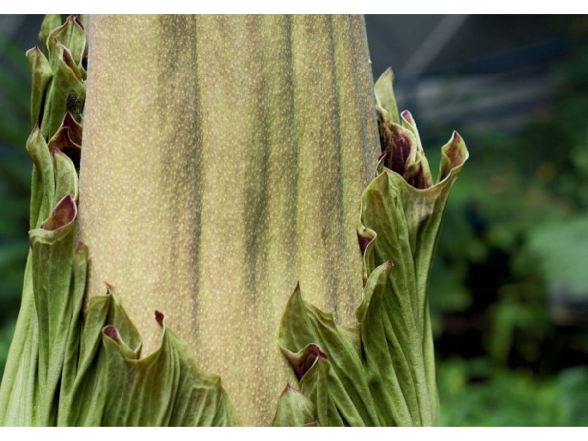 Titan Arum Postcards | Pack of 6