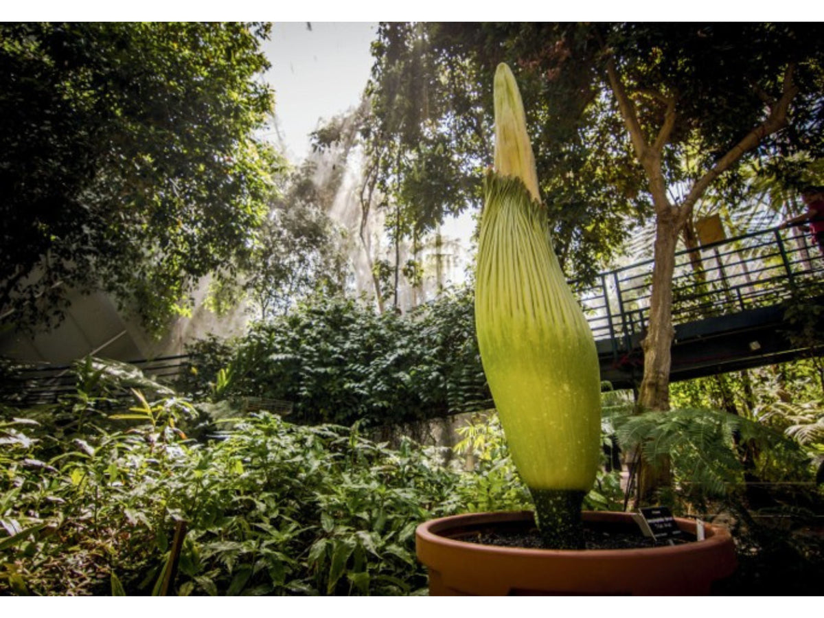 Titan Arum Postcards | Pack of 6