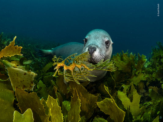 Magnet | Wildlife Photographer of the Year 58