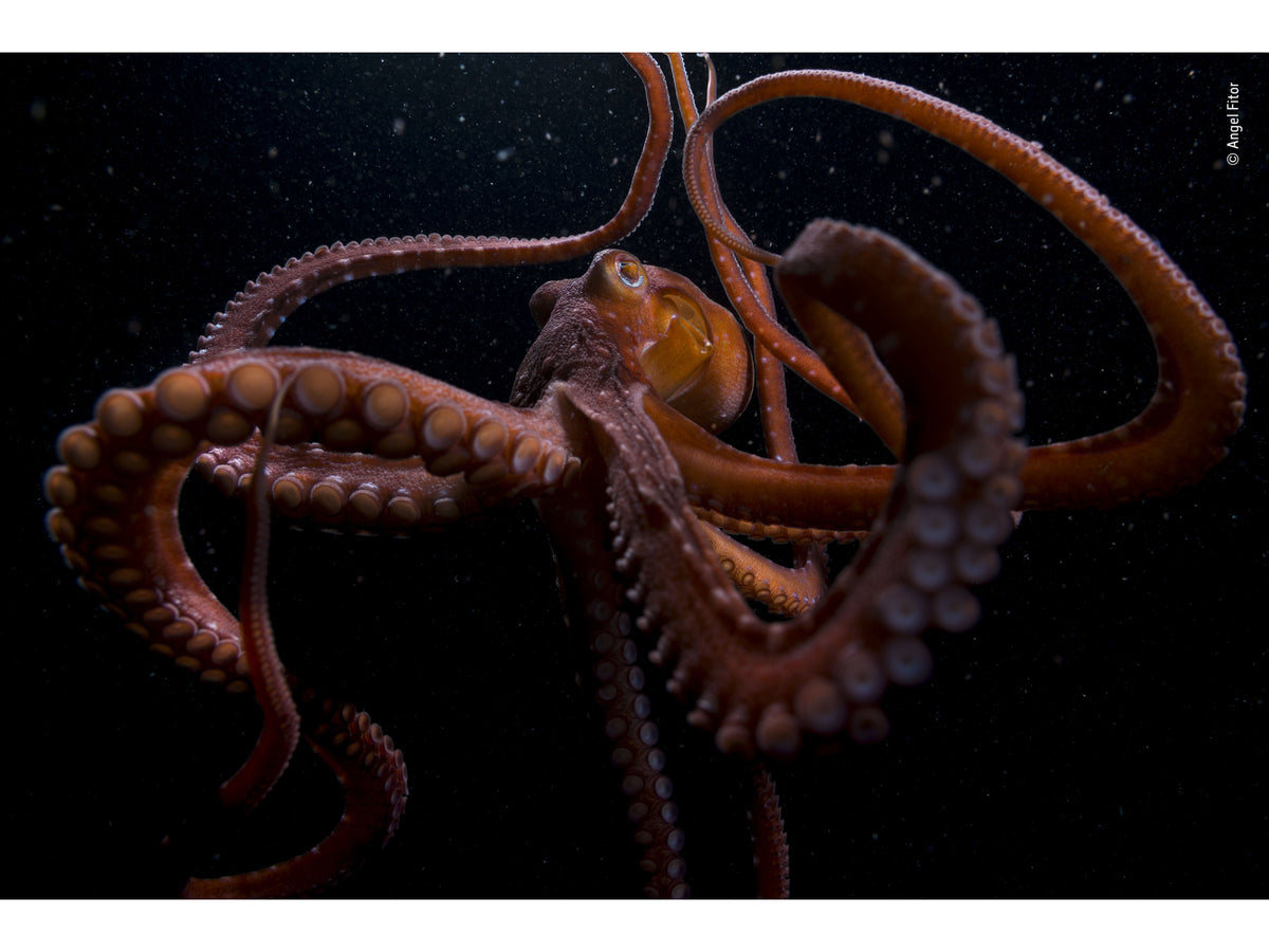Magnet | Wildlife Photographer of the Year 58