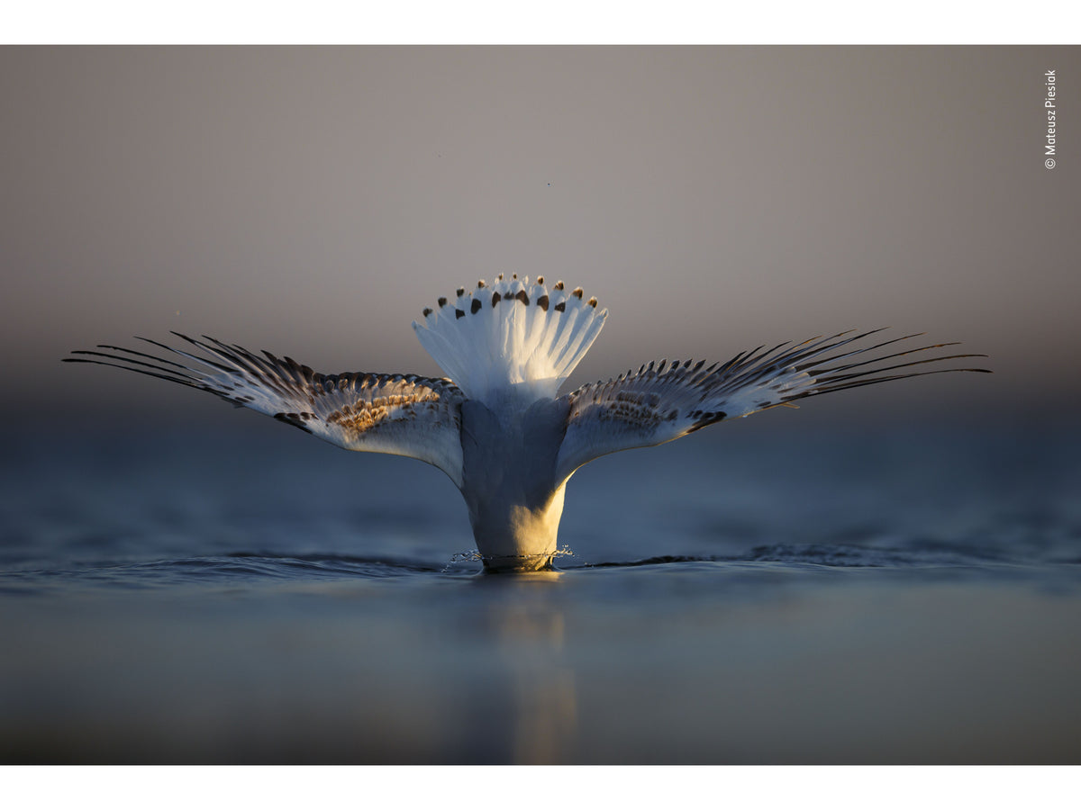 Post Card | Wildlife Photographer of the Year 58