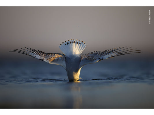 Post Card | Wildlife Photographer of the Year 58