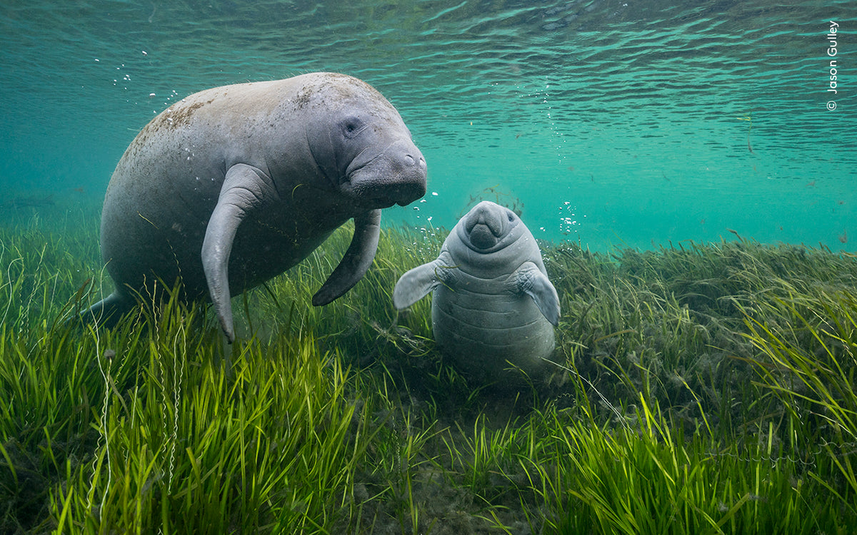 Print | Wildlife Photographer of the Year 60