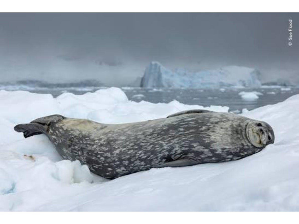Print | Wildlife Photographer of the Year 60