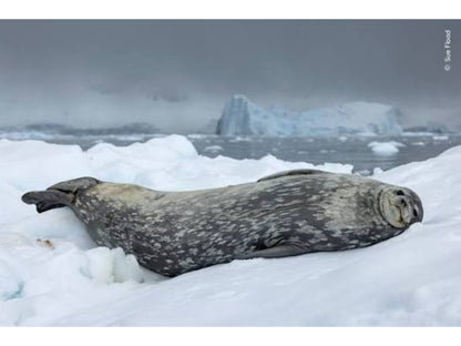 Print | Wildlife Photographer of the Year 60