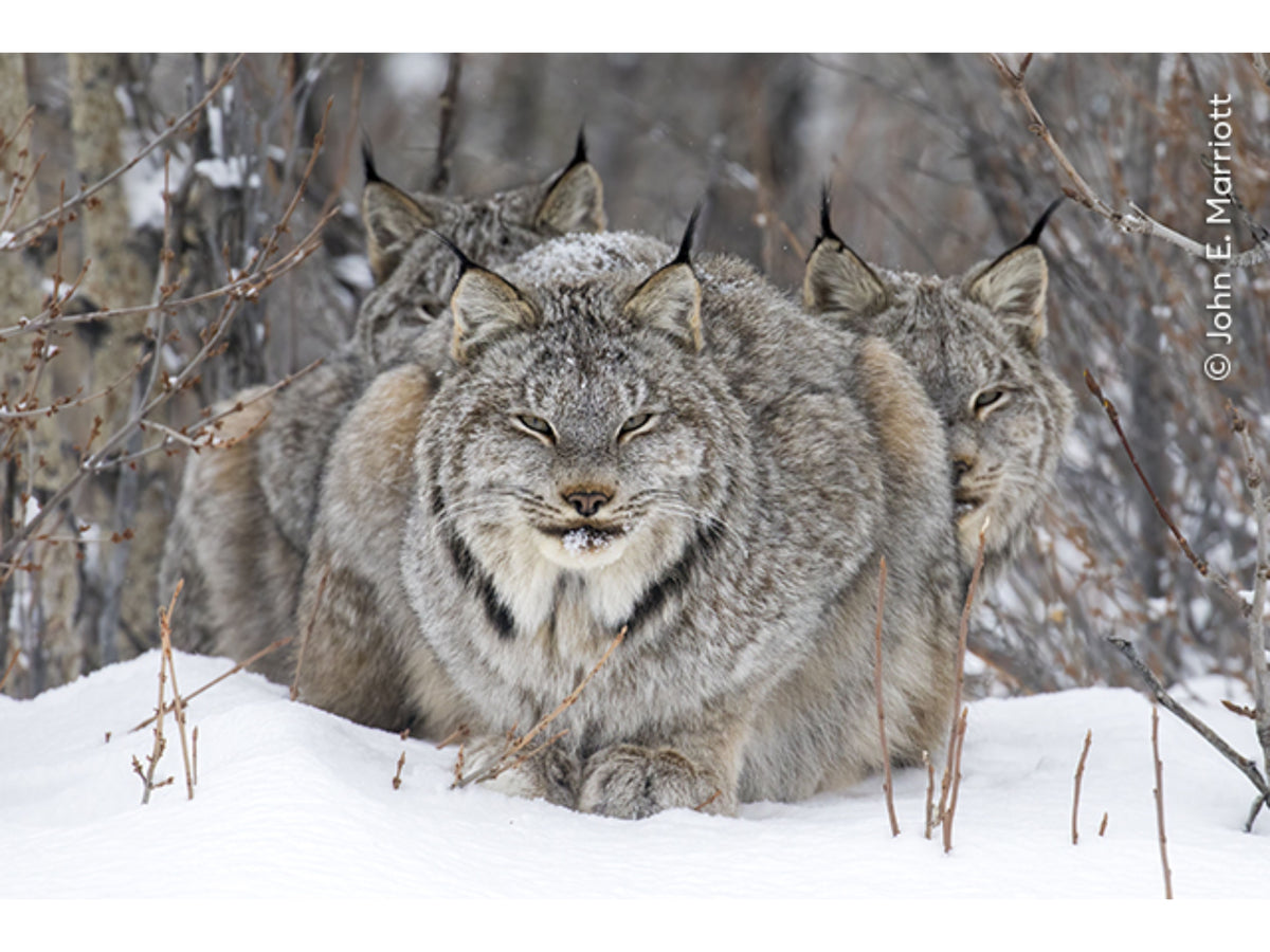Print | Wildlife Photographer of the Year 60