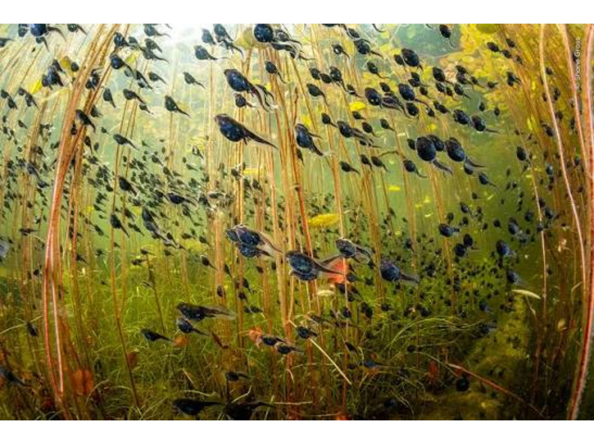 Print | Wildlife Photographer of the Year 60