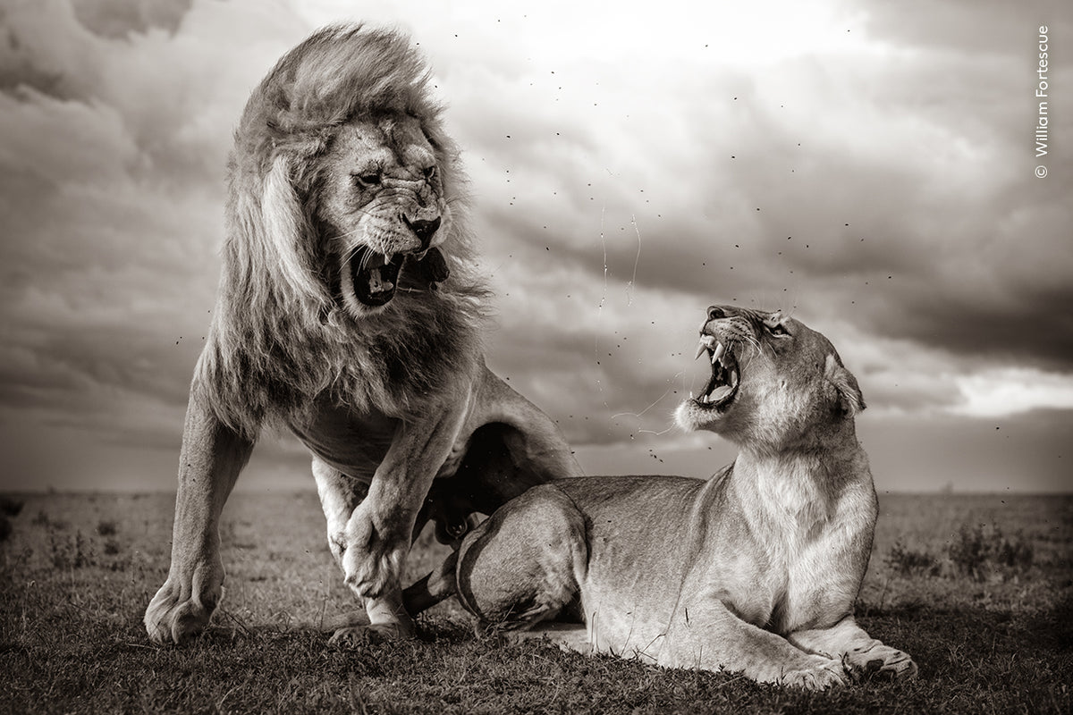 Post Card | Wildlife Photographer of the Year 60