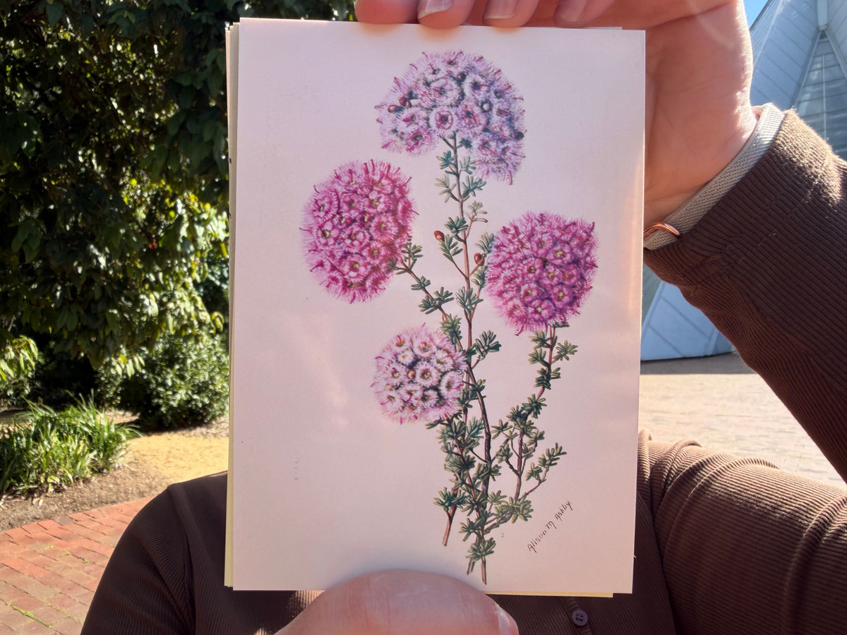 Alison Ashby Postcards | Pack of 6