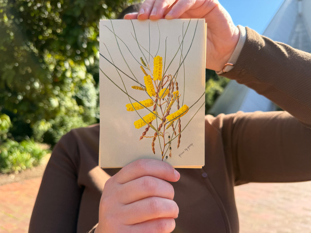 Alison Ashby Postcards | Pack of 6