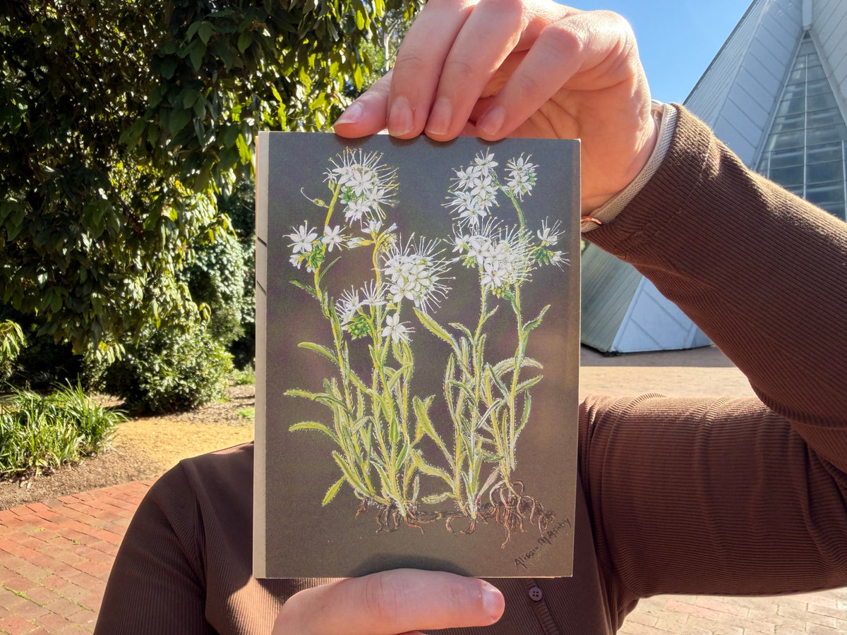 Alison Ashby Postcards | Pack of 6