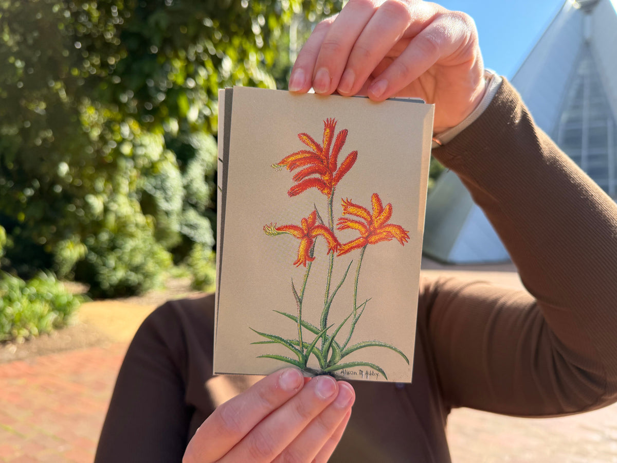 Alison Ashby Postcards | Pack of 6