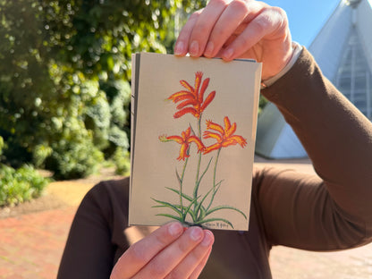 Alison Ashby Postcards | Pack of 6