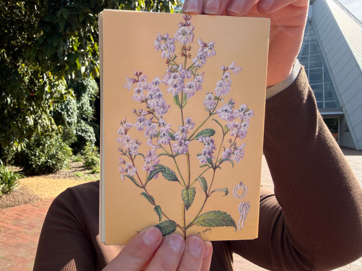 Alison Ashby Postcards | Pack of 6