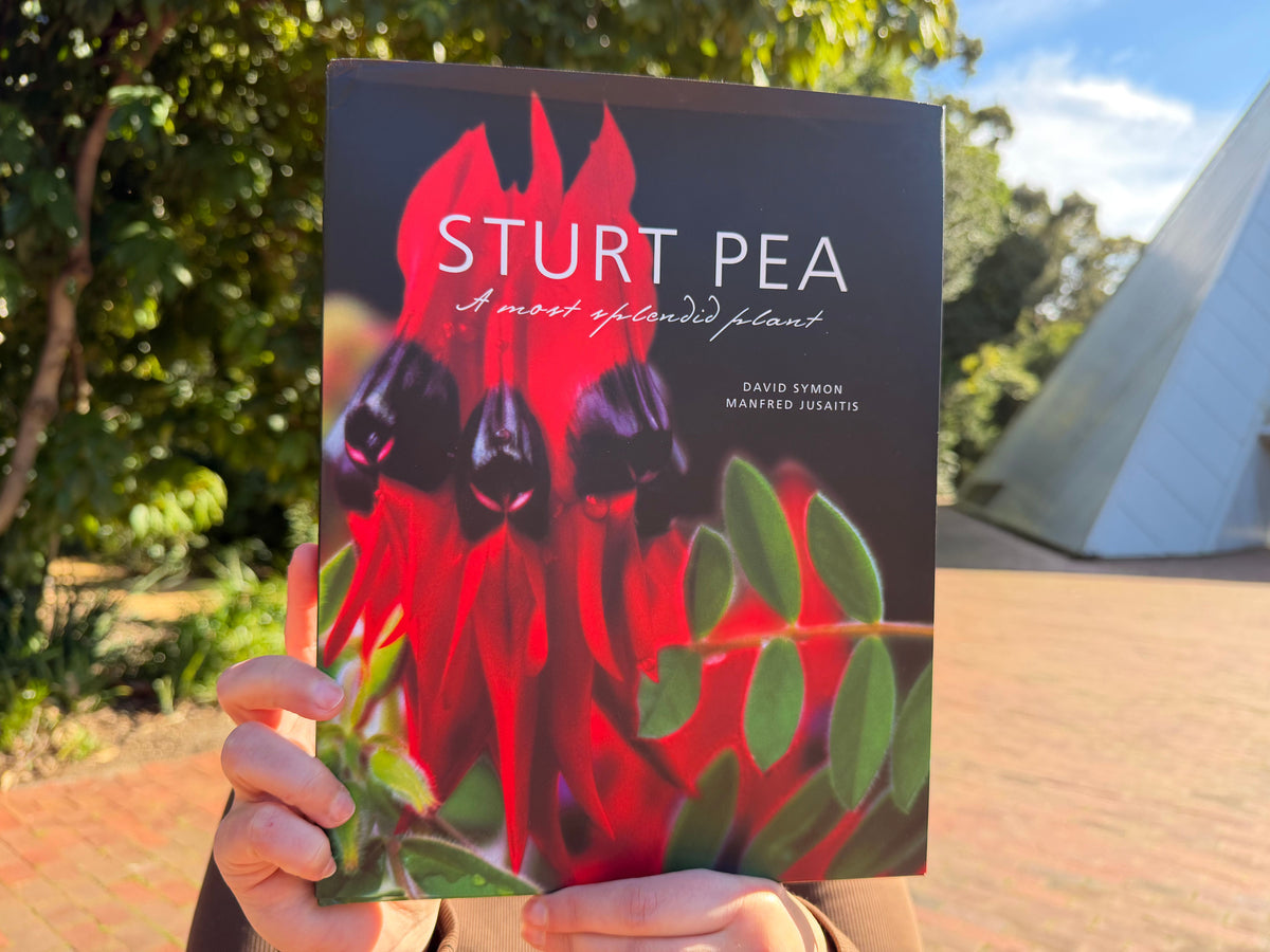 Sturt Pea: A Most Spendid Plant