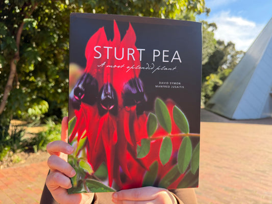 Sturt Pea: A Most Spendid Plant