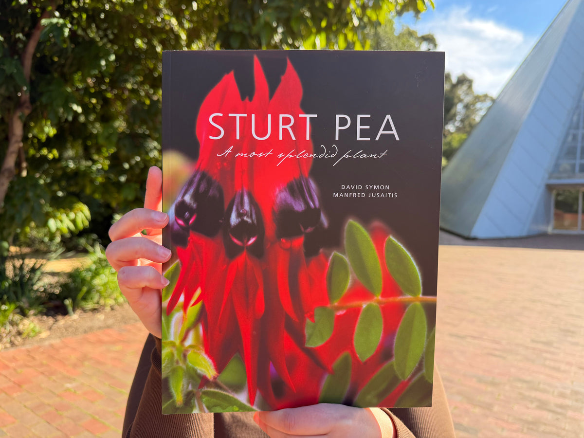 Sturt Pea: A Most Spendid Plant