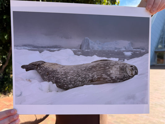 Print | Wildlife Photographer of the Year 60