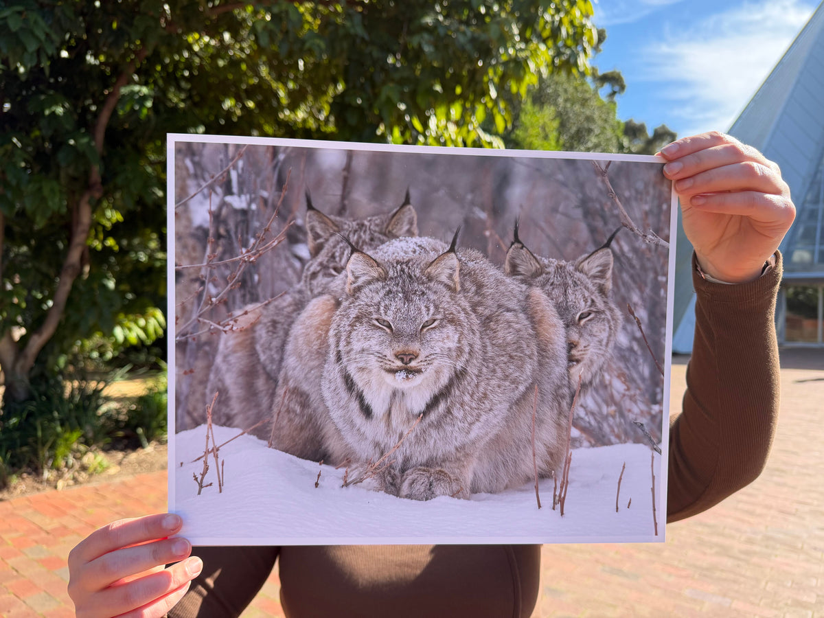 Print | Wildlife Photographer of the Year 60