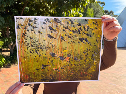 Print | Wildlife Photographer of the Year 60