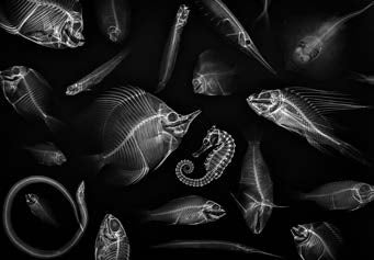 Post Card | Wildlife Photographer of the Year 61