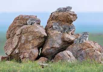 Post Card | Wildlife Photographer of the Year 61