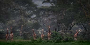 Large Mini Print | Wildlife Photographer of the Year 61