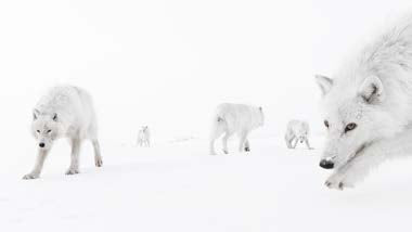 Large Mini Print | Wildlife Photographer of the Year 61
