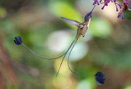 Magnet | Wildlife Photographer of the Year 61