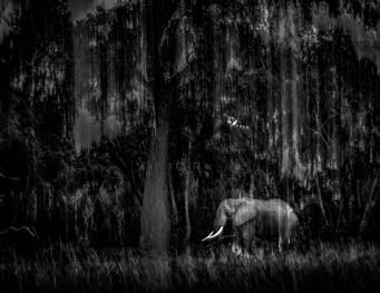 Mini Print | Wildlife Photographer of the Year 61