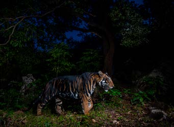 Mini Print | Wildlife Photographer of the Year 61