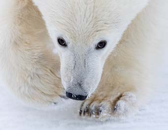 Mini Print | Wildlife Photographer of the Year 61