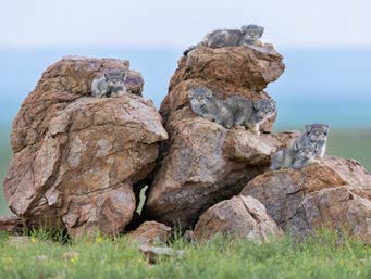Mini Print | Wildlife Photographer of the Year 61