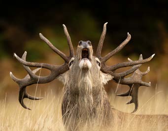 Mini Print | Wildlife Photographer of the Year 61