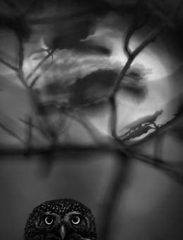 Mini Print | Wildlife Photographer of the Year 61