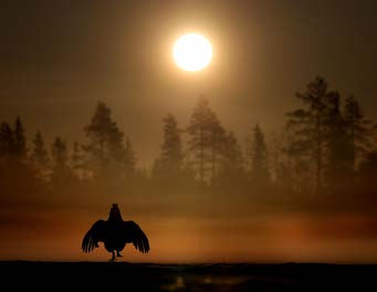 Mini Print | Wildlife Photographer of the Year 61