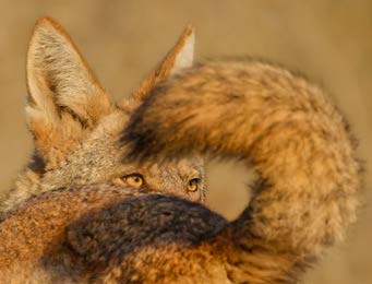 Mini Print | Wildlife Photographer of the Year 61