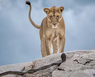 Mini Print | Wildlife Photographer of the Year 61
