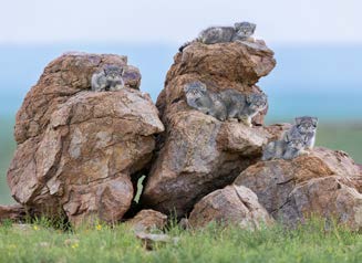 Notecard Set of 5 | Wildlife Photographer of the Year 61