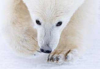 Notecard Set of 5 | Wildlife Photographer of the Year 61