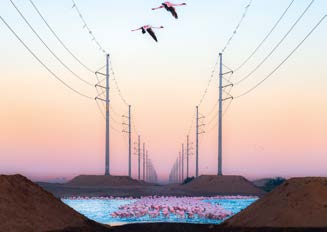 Notecard Set of 5 | Wildlife Photographer of the Year 61