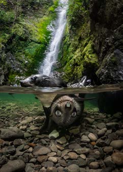 Post Card | Wildlife Photographer of the Year 61